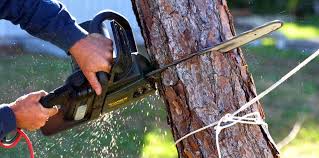 Reliable Hitchcock, TX Tree Removal and Landscaping Services Solutions